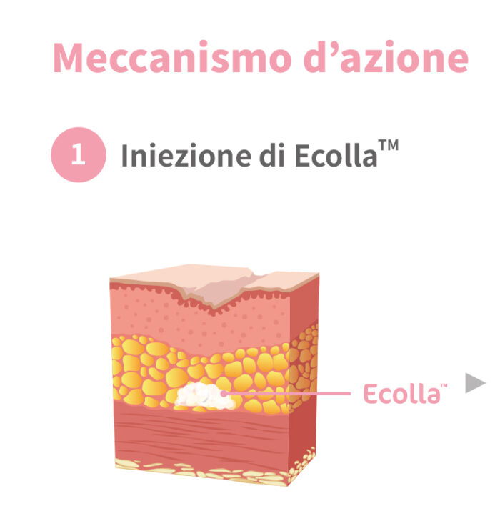 ECOLLA meccanismo d'azione 1