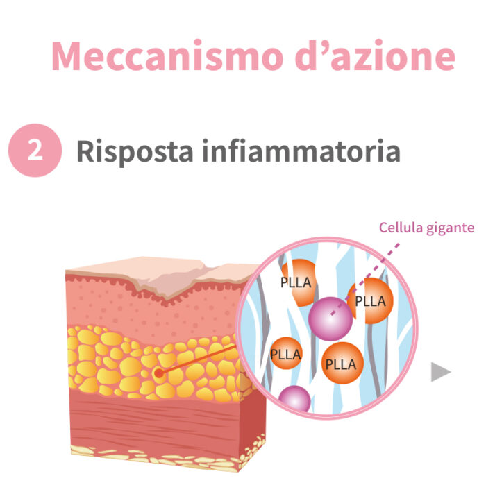 ECOLLA meccanismo d'azione 2