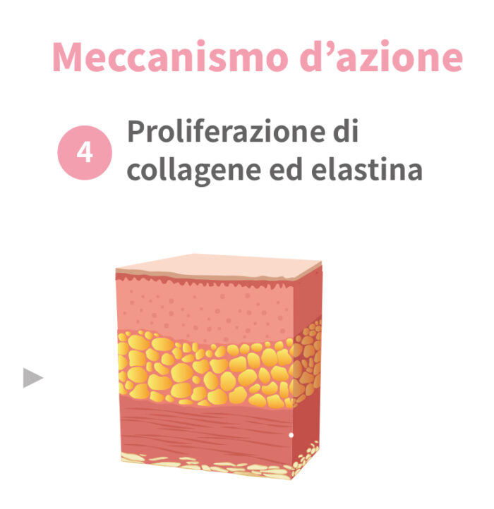 ECOLLA meccanismo d'azione 4